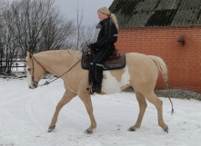 hestemassage, djursland, østjylland